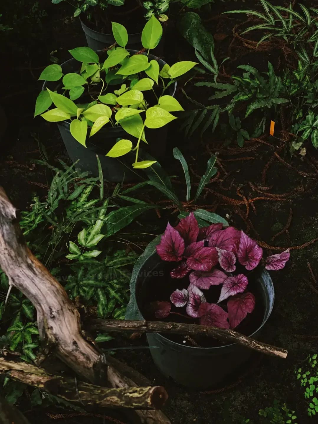 Maple Grove Garden Services